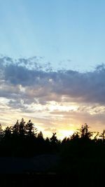 Silhouette of trees at sunset