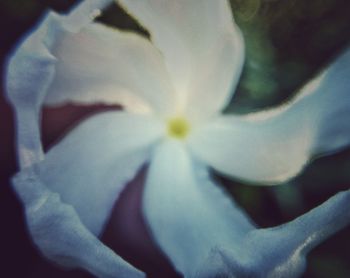 Macro shot of flower blooming outdoors