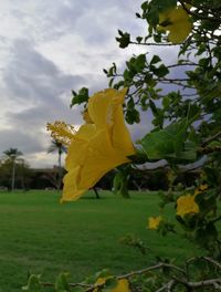 Close-up of yellow flowering plant on field against sky