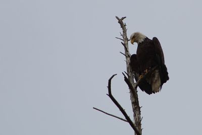 Low angle view of eagle perching on branch against sky