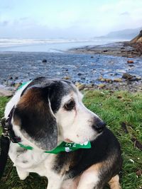 Close-up of dog at beach against sky