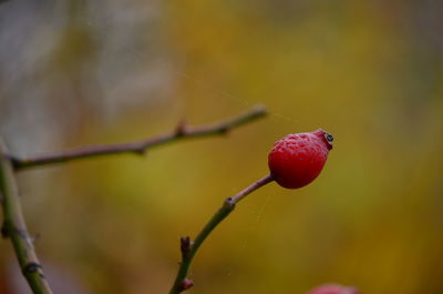 Close-up of strawberry growing on plant