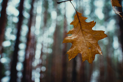 Close-up of dry oak leaf in forest