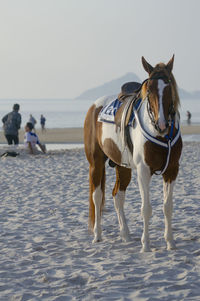 View of horse in sea