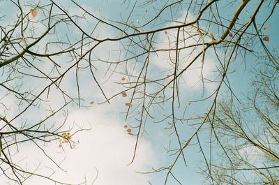 Low angle view of bare tree against sky