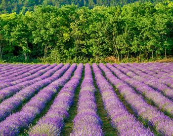 Purple flowers growing in field