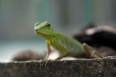 Close-up of lizard on leaf