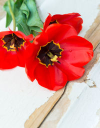 Close-up of red flower