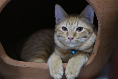 Portrait of ginger cat