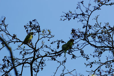 Low angle view of birds perching on branch