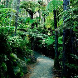 Street amidst trees and plants