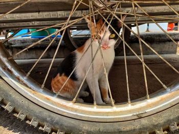 High angle view of cat on metal