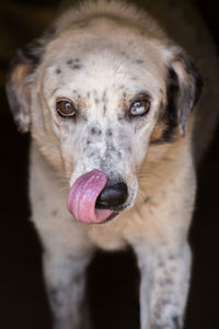 Close-up portrait of dog sticking out tongue