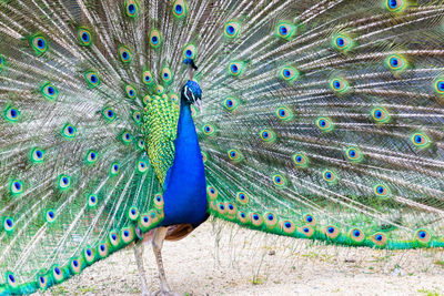 Close-up of peacock