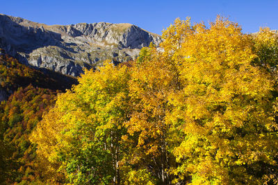 Yellow trees and plants during autumn