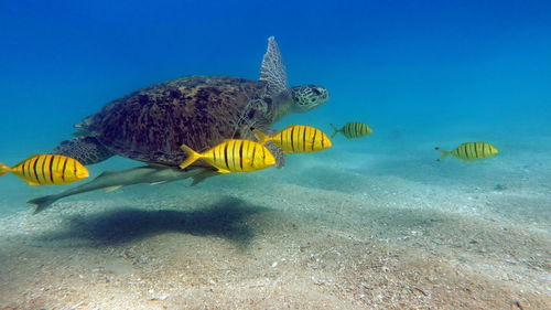 Fish swimming in sea