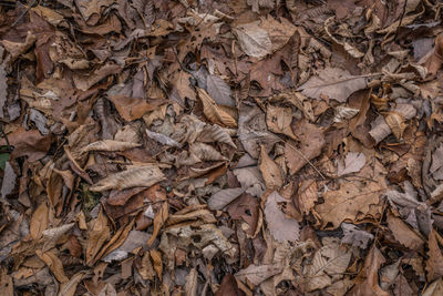 Full frame shot of dry leaves