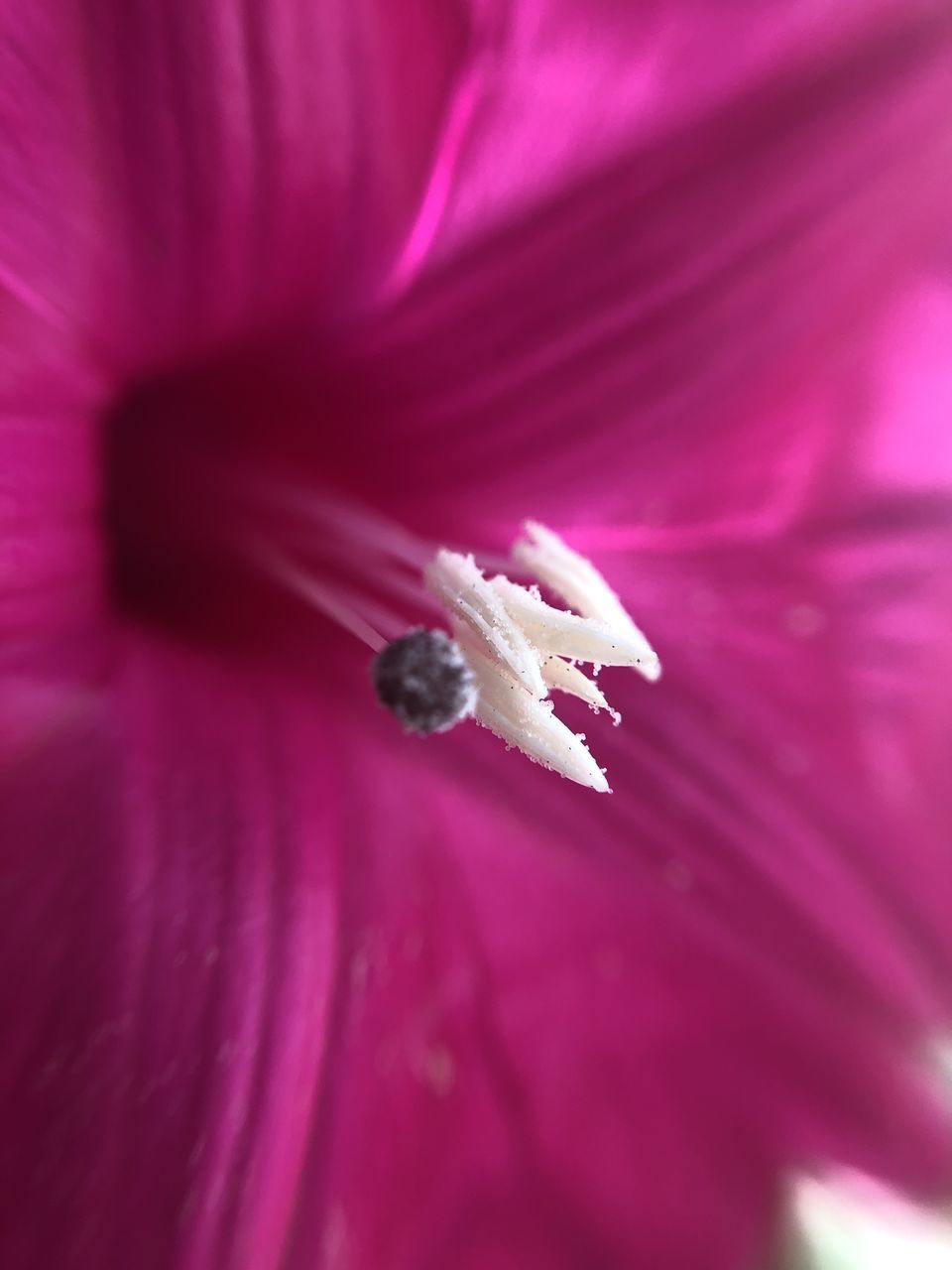 FULL FRAME SHOT OF PINK FLOWER