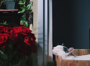 Cat by roses in box at home