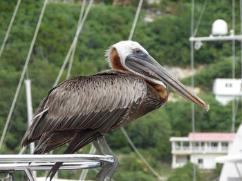 Close-up of eagle perching