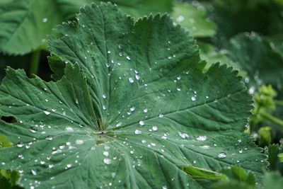 Full frame shot of wet leaves