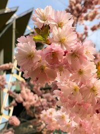 Close-up of pink cherry blossom