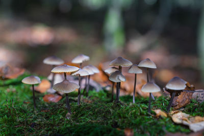 Close-up of mushrooms on field