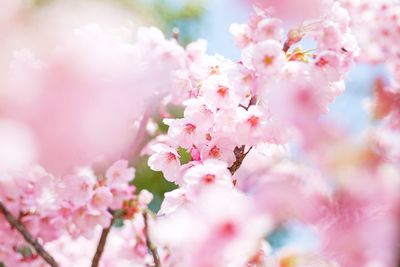 Close-up of pink flowers on tree