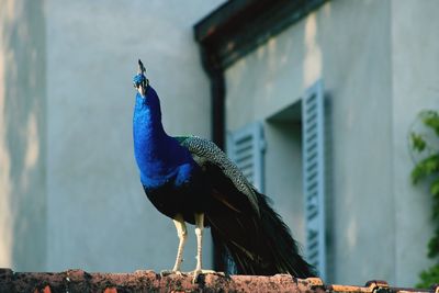 Close-up of a peacock