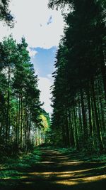 Road passing through forest