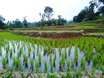 Scenic view of farm against sky