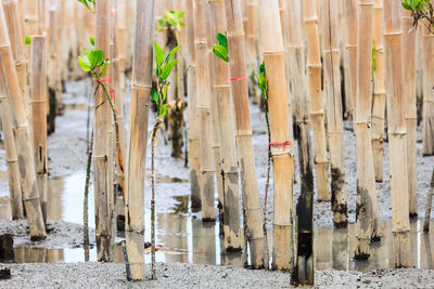 Close-up of wooden poles on field