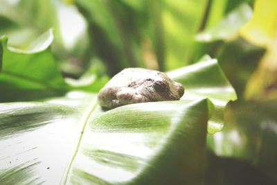 Close-up of lizard on leaf