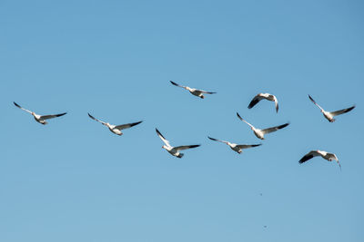 Flock of birds flying against clear blue sky