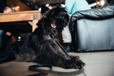 Low section of dog sitting on floor at home