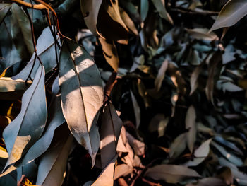 Morning sunlight lighted some dry lychee trees leaf.