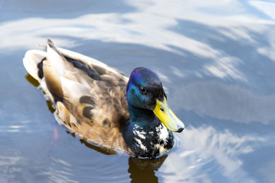 A beautiful duck swimming in the lake