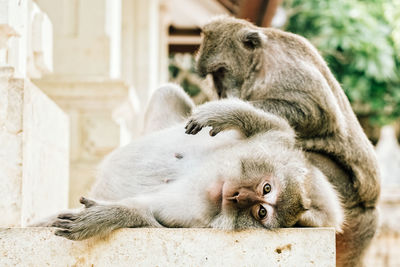 Monkeys sitting on retaining wall