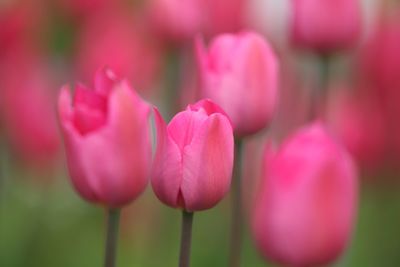 Close-up of pink tulips blooming outdoors