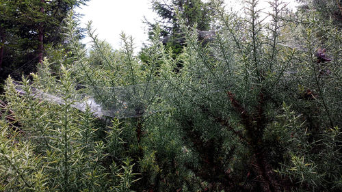 Plants growing on tree