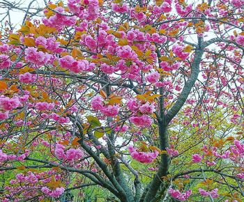 Low angle view of pink flowering tree