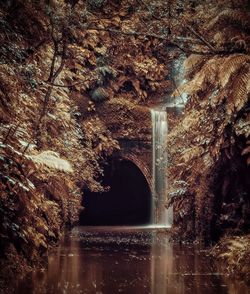 Arch bridge over river against trees