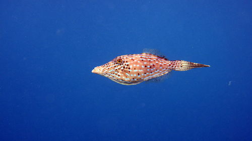 Close-up of filefish swimming in water