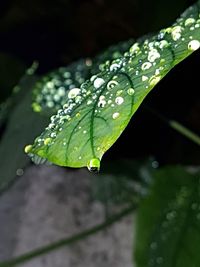Close-up of raindrops on leaves