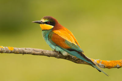 Close-up of bird perching on branch