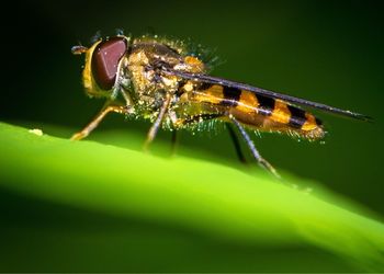 Close-up of insect on leaf