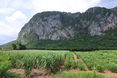 Scenic view of agricultural field against sky