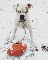 Dog on snow