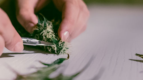 Close-up of hand holding leaf on table