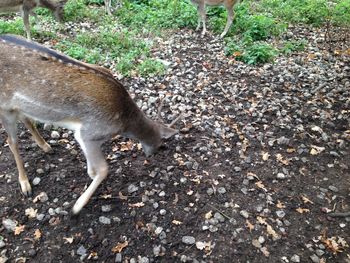 High angle view of deer on field